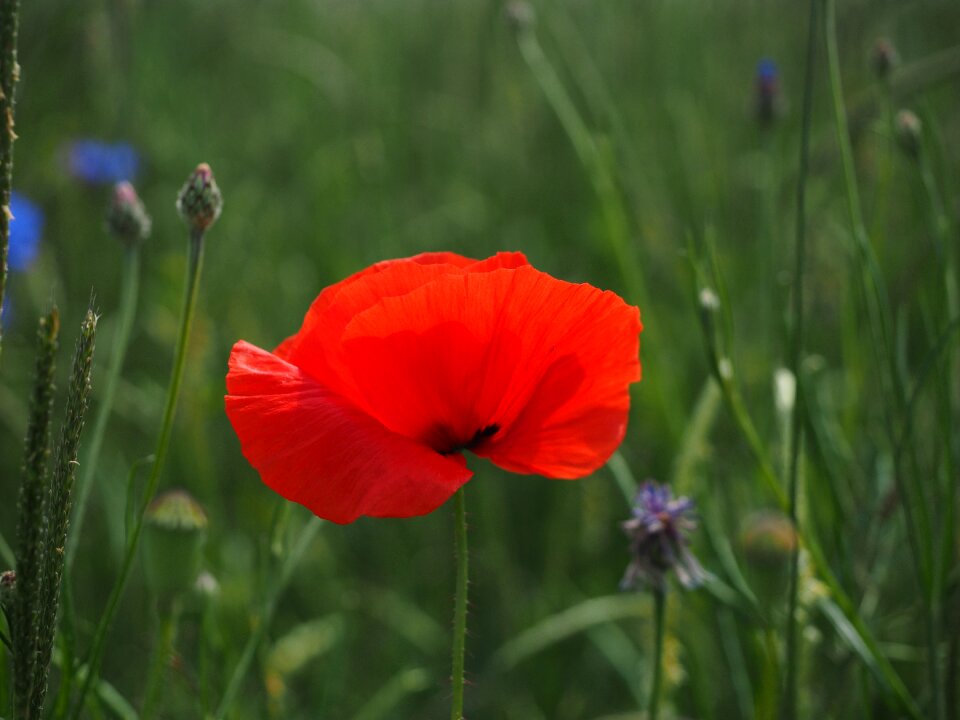 Red poppy red flower photo