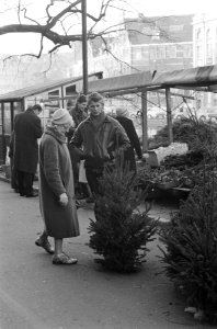 Kerstboomverkoop in Amsterdam, Bestanddeelnr 913-3027