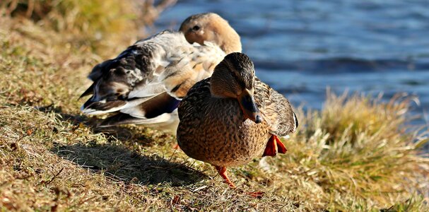 Water bird bird nature