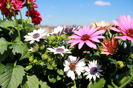 Pink flowers osteo balcony