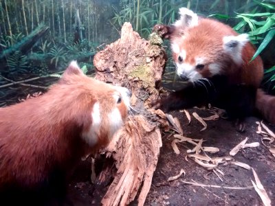Kleiner Panda (Museum)