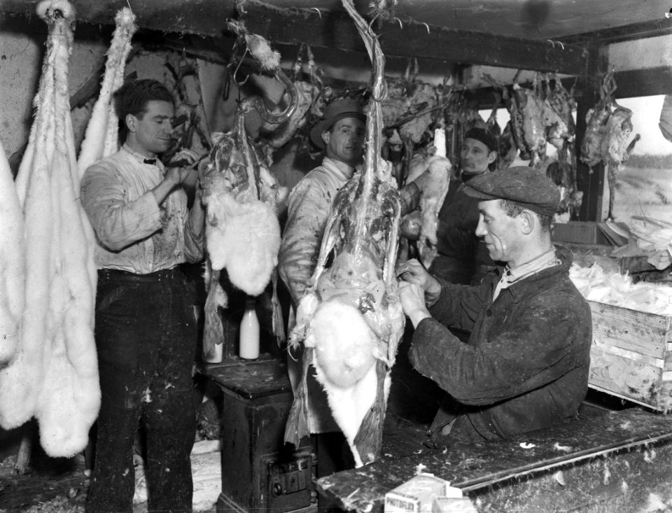 Kerstganzen, Bestanddeelnr 901-9751