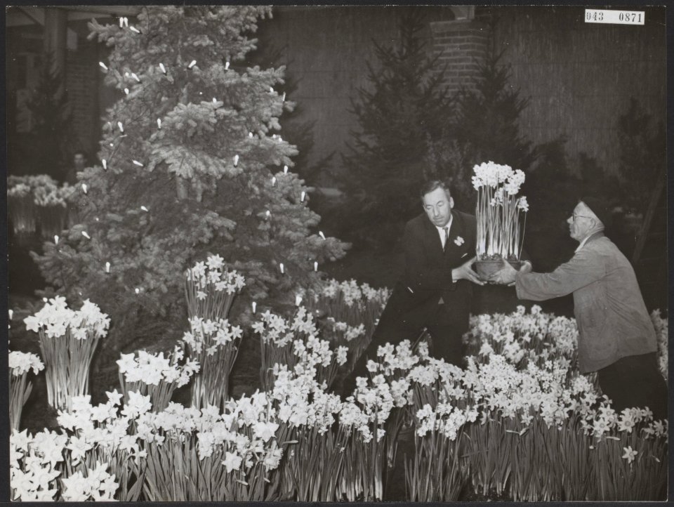 Kerstmis, bloembollen, tentoonstellingen, Bloemenlusthal, Narcissen, Bestanddeelnr 043-0871