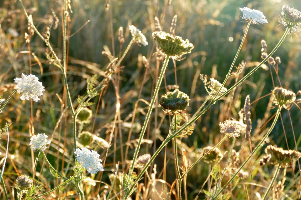 Green landscape outdoor