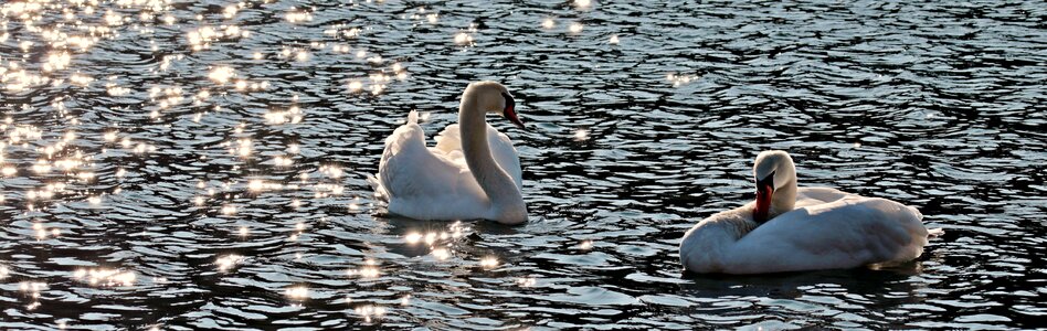 Water white pride photo