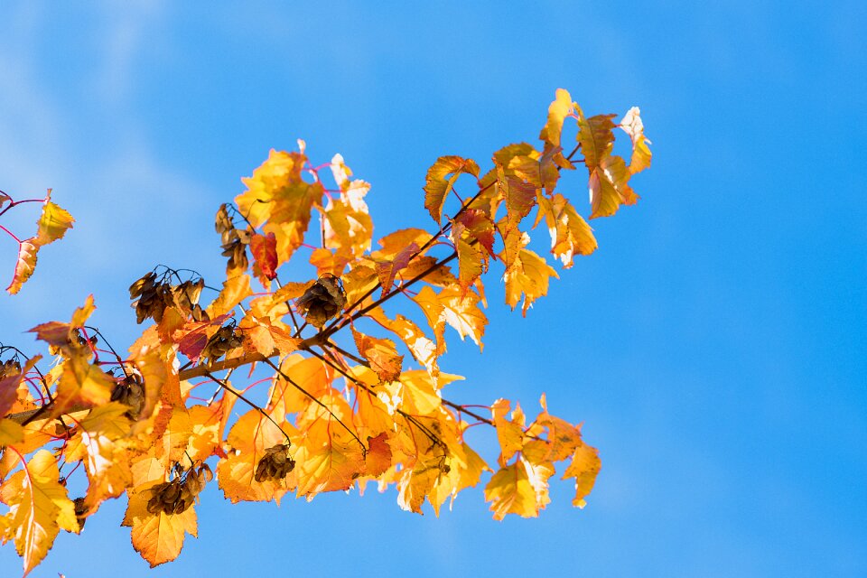 Sky blue autumn leaves