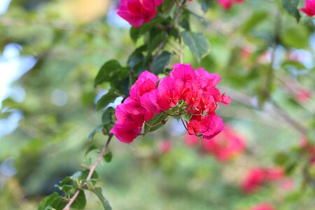 Flower tree pink photo