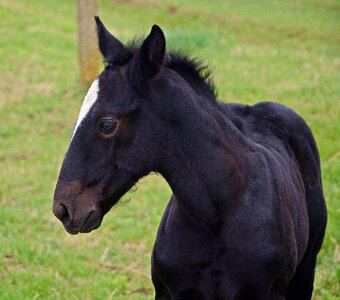 Foal horse black photo