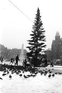 Kerstboom op Dam in Amsterdam, Bestanddeelnr 929-4736