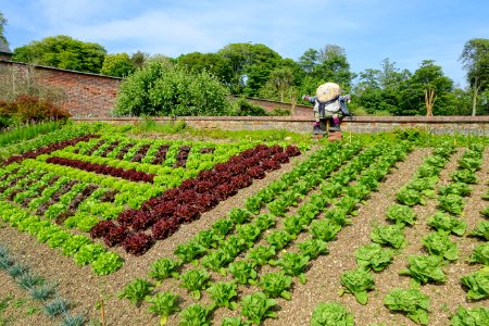 Kitchen garden - Trengwainton Garden - Cornwall, England - DSC02626