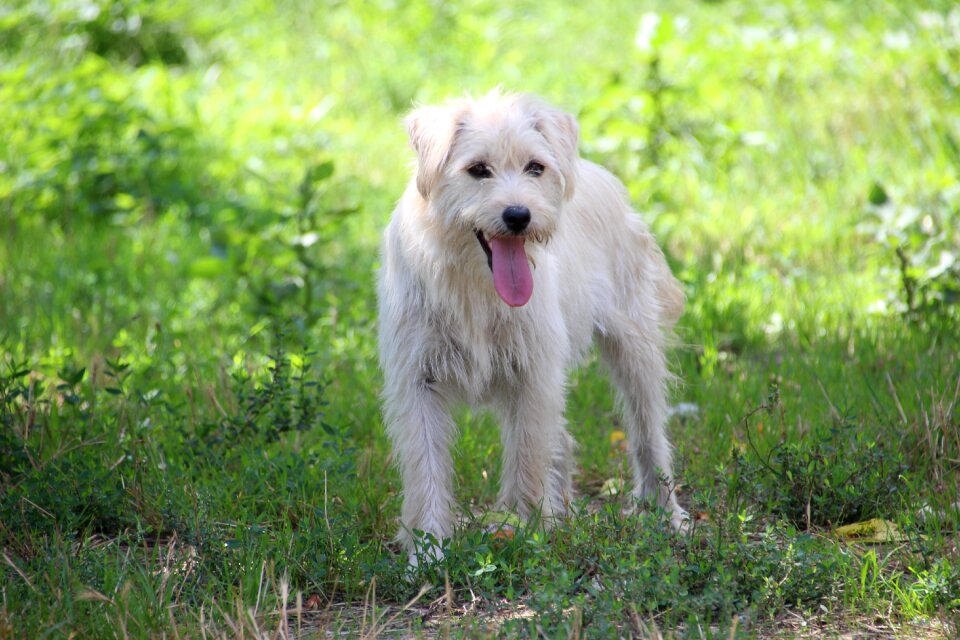 Hell attentive dog dog searches