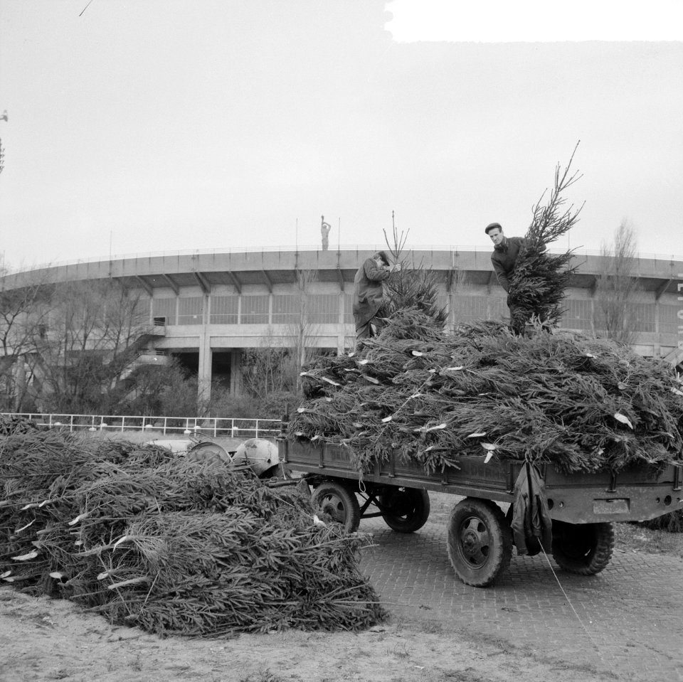 Kerstboomopslagplaats achter het Olympisch Stadion, Bestanddeelnr 917-2172