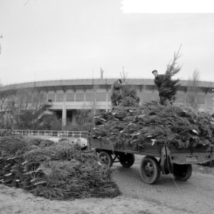 Kerstboomopslagplaats achter het Olympisch Stadion, Bestanddeelnr 917-2172