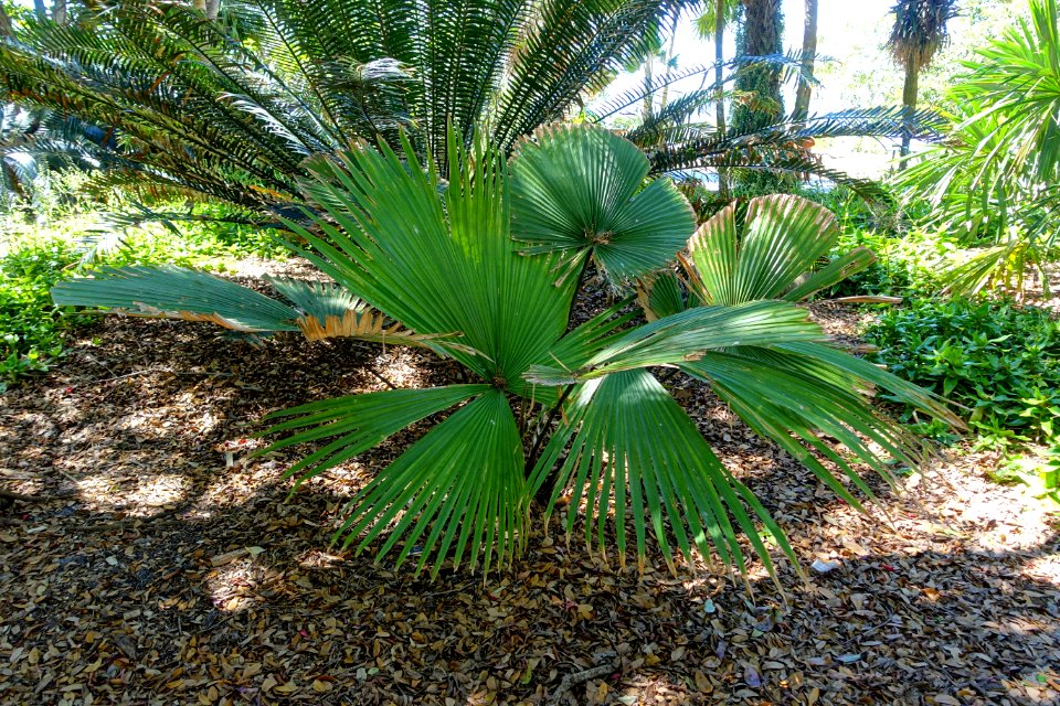 Kerriodoxa elegans - Marie Selby Botanical Gardens - Sarasota, Florida - DSC01916