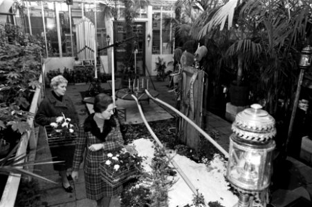 Kersttentoonstelling met unieke verkoop bij Kwekerij Van Vliet te Amsterdam, Bestanddeelnr 919-8794
