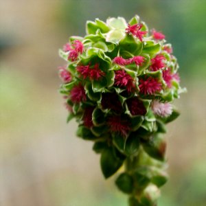 Kleiner Wiesenknopf roscheiderhofH1a