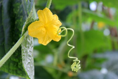 Vine yellow green