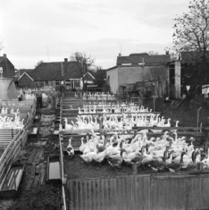 Kerstganzen te Goor, Bestanddeelnr 915-7941