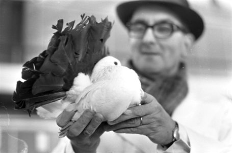 Kleindierententoonstelling SAVOA in de RAI keurmeester bezig met duif (een Pauw, Bestanddeelnr 921-9296