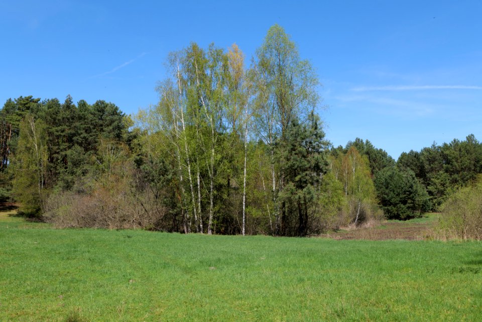 Kleine und Mittelleber 2021-05-09 19