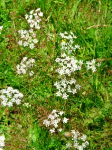 Kleine Bibernelle Scheuereck