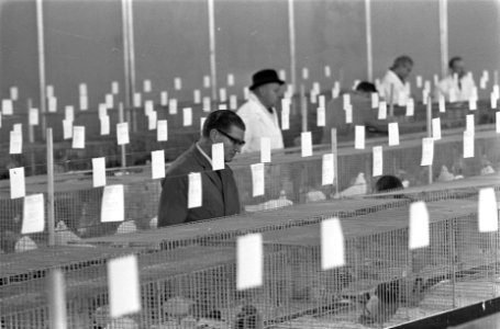 Kleindierententoonstelling SAVOA in de RAI keurmeesters aan het werk, Bestanddeelnr 921-9294
