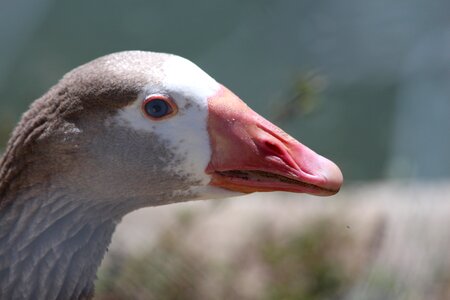 Goose duck feathered race photo