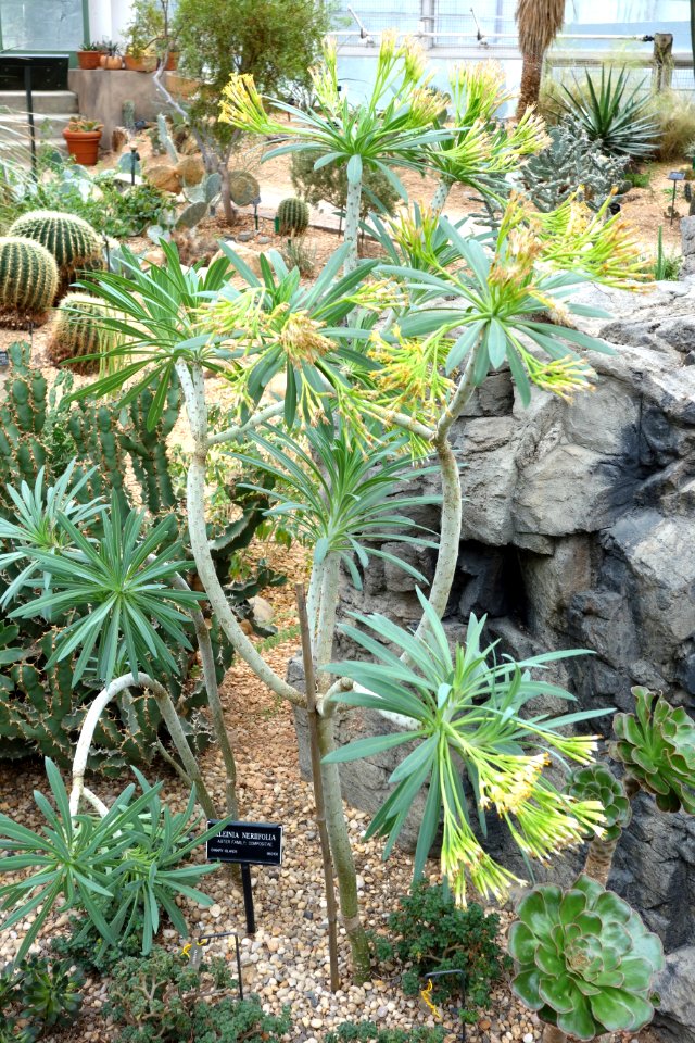 Kleinia neriifolia - Brooklyn Botanic Garden - Brooklyn, NY - DSC08112