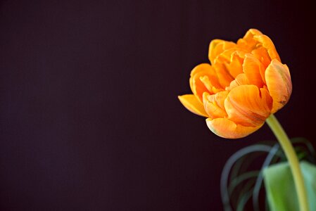 Blossom bloom orange photo