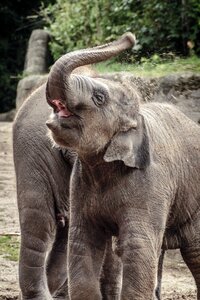 Indian elephant zoo baby elephant photo