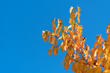 Sky blue autumn leaves