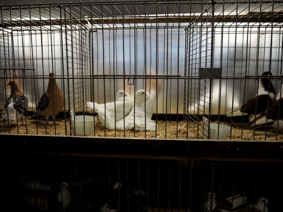 Kleintiermarkt Buchloe, Tauben