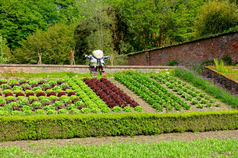 Kitchen garden - Trengwainton Garden - Cornwall, England - DSC02624