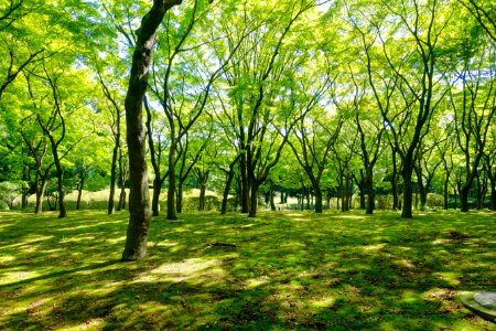 Kitanomaru Park - Tokyo, Japan - DSC04843 photo