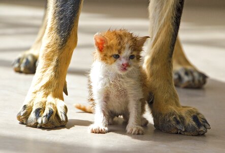 Together animals cute