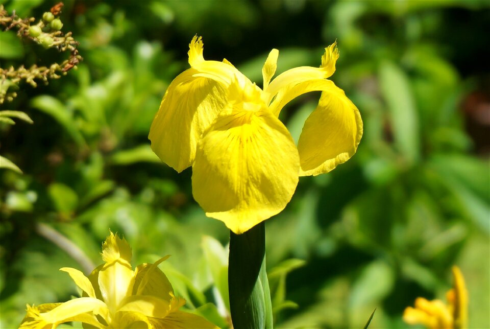 Spring yellow garden