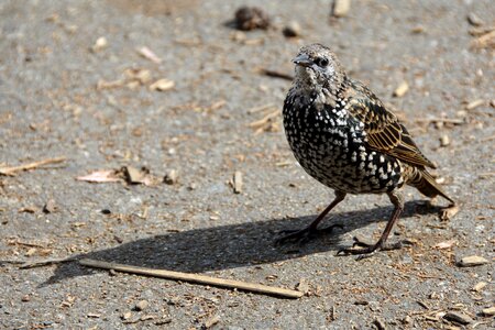 Songbird nature plumage