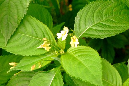 Kleines Springkraut Kohlbruck