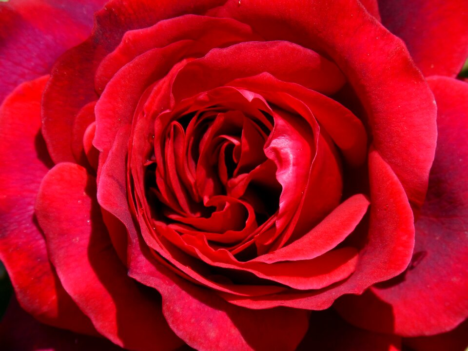 Sant jordi detail pink background