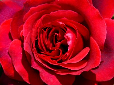Sant jordi detail pink background