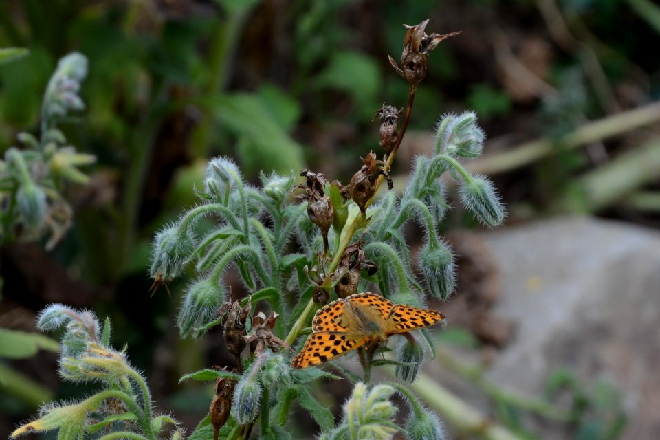 Kleine Perlmutterfalter Issoria lathonia auf Borretsch