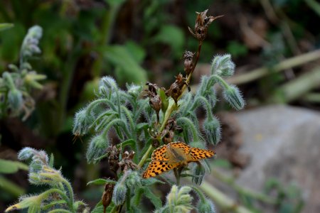 Kleine Perlmutterfalter Issoria lathonia auf Borretsch