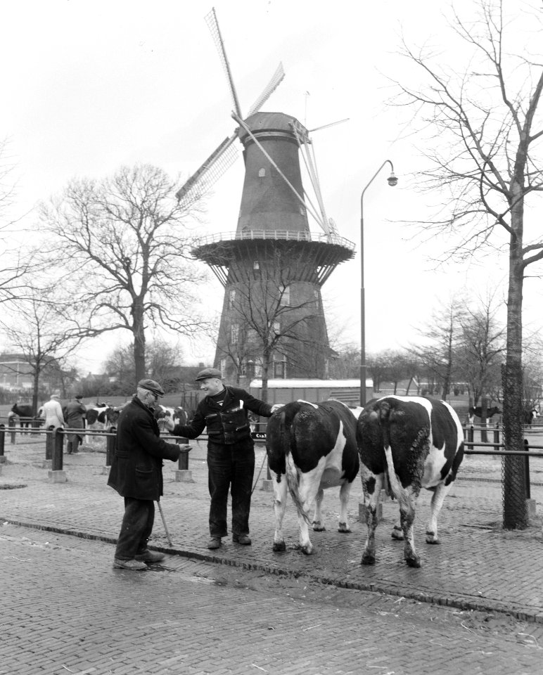 Kerstveemarkt Leiden Veehandel met molen, Bestanddeelnr 908-1925