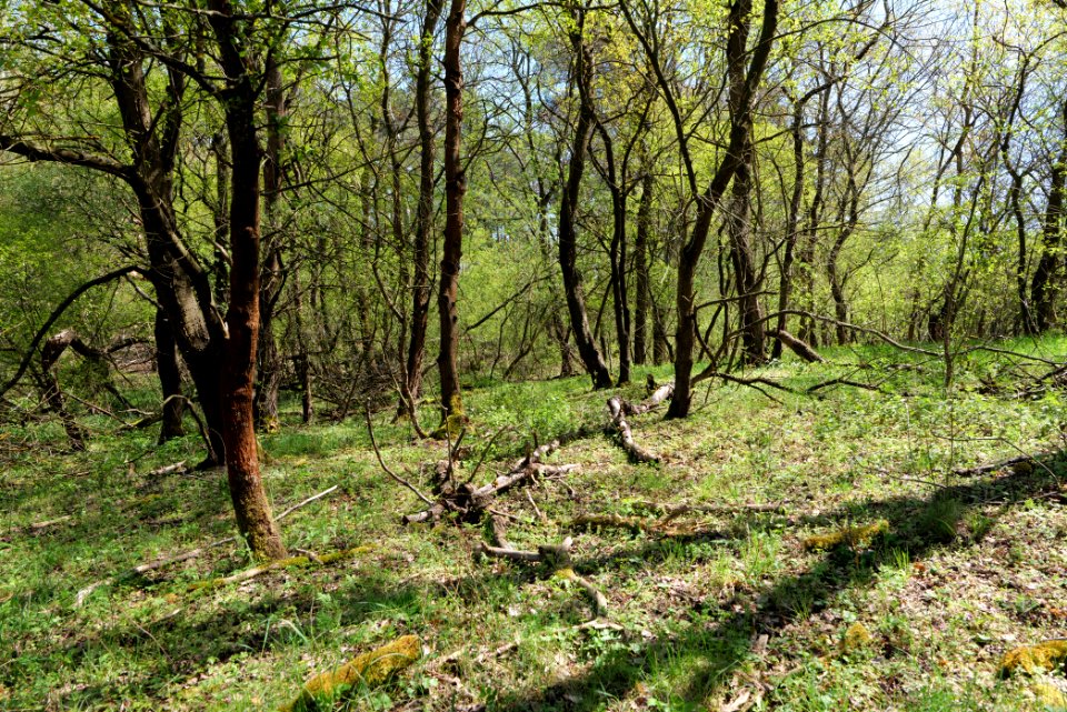 Kleine und Mittelleber 2021-05-09 12