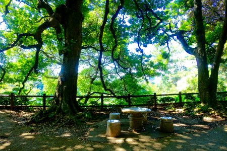 Kitanomaru Park - Tokyo, Japan - DSC04849 photo