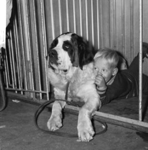 Kleine jongen terwijl hij met de duim in zijn mond tegen een Sint Bernhardshond , Bestanddeelnr 918-3869