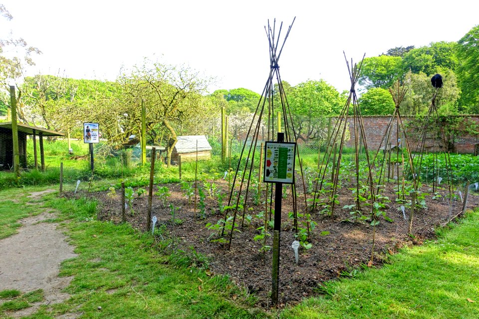 Kitchen garden - Trengwainton Garden - Cornwall, England - DSC02612