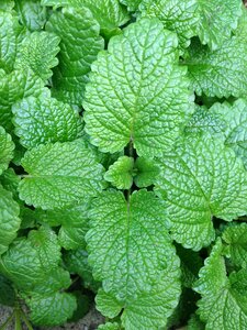Green grass odor