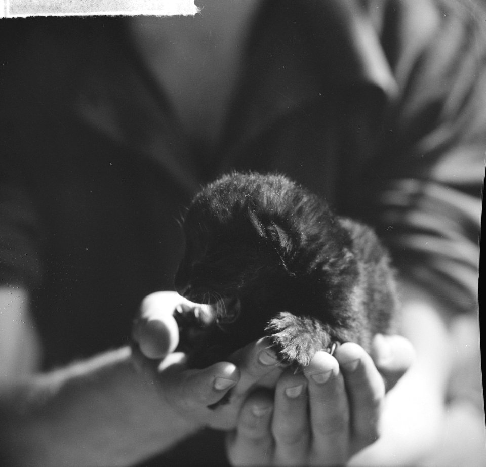 Kleine zwarte panter in Artis geboren, samen met oppasser, Bestanddeelnr 915-1815
