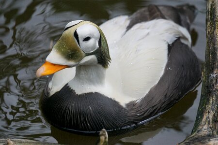 Duck bird down warming